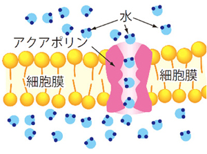 アクアポリン