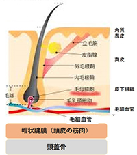 頭皮の断面図