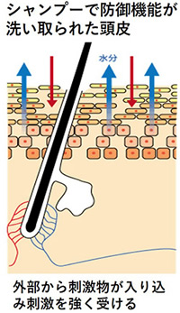 頭皮のバリア機能低下