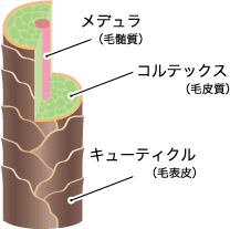 毛の断面